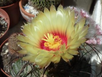 Astrophytum capricorne v major