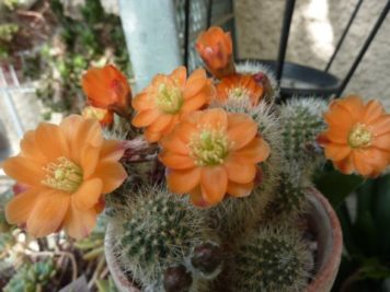 rebutia simoniana