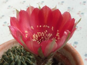 Echinopsis sp de vallegrande