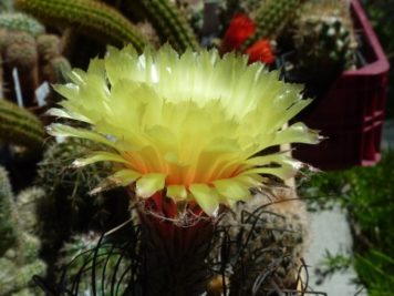 Astrophytum capricorne v major