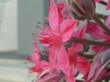 Graptopetalum bellum