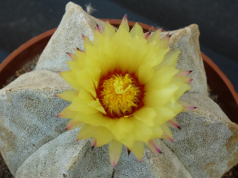 Astrophytum coahuilense