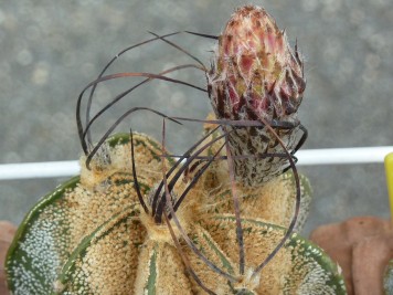 Astrophytum capricorne v major