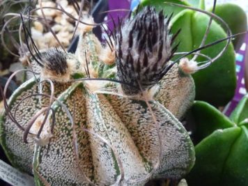 Astrophytum capricorne v major