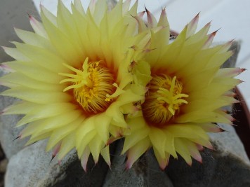 Astrophytum coahuilense