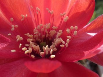 Echinopsis sp de vallegrande