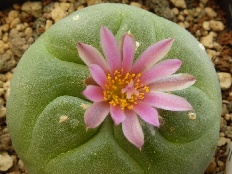 Lophophora koehresii