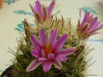 Mammillaria booli