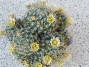 Mammillaria prolifera