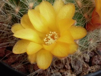 Sulcorebutia glomeriseta