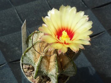 Astrophytum capricorne v major