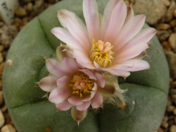 lophophora-williamsii