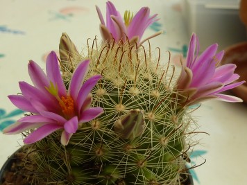 Mammillaria booli