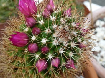 mammillaria backebergiana