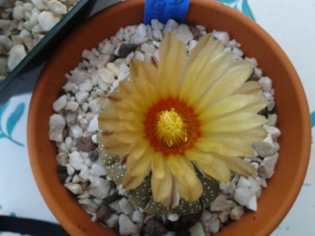 Astrophytum asterias