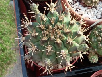 Gymnocalycium schickendantzii pugens