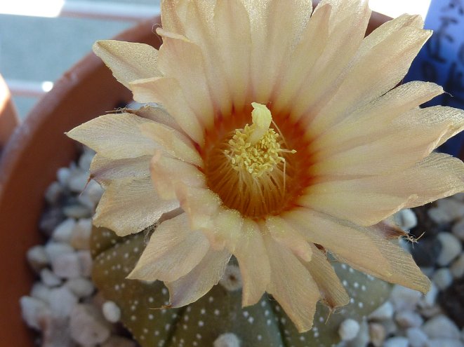 Astrophytum asterias