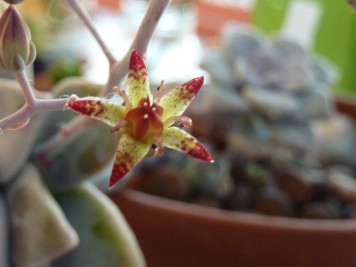 Graptopetalum pentandrum ssp superbum