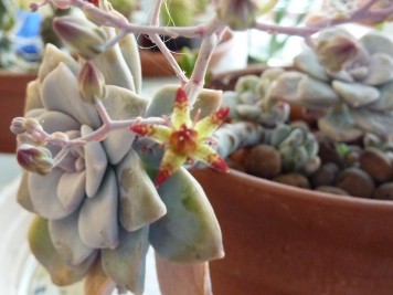 Graptopetalum pentandrum ssp superbum