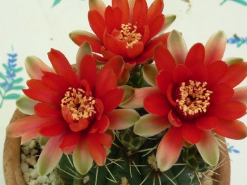 Gymnocalycium baldianum rouge 1