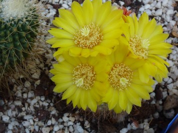 parodia microsperma