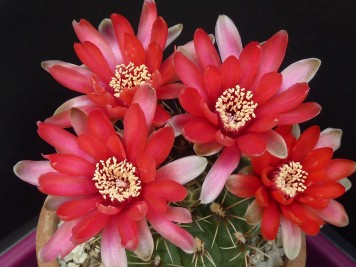 Gymnocalycium baldianum rouge 1