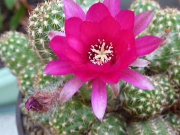 Chamaecereus Pauline