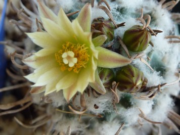 Turbinicarpus flaviflorus