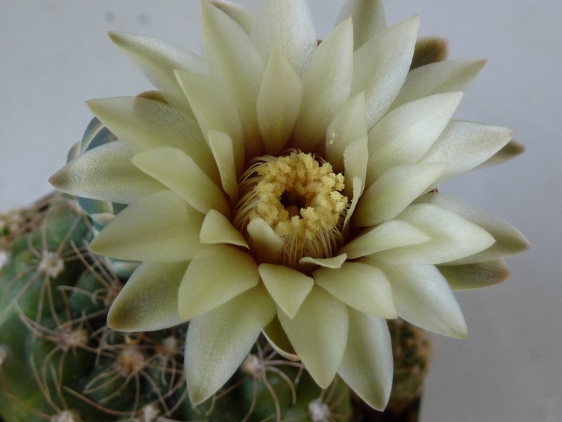 Gymnocalycium calochlorum