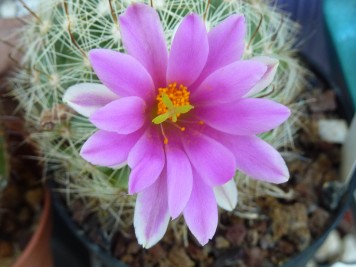 Mammillaria booli