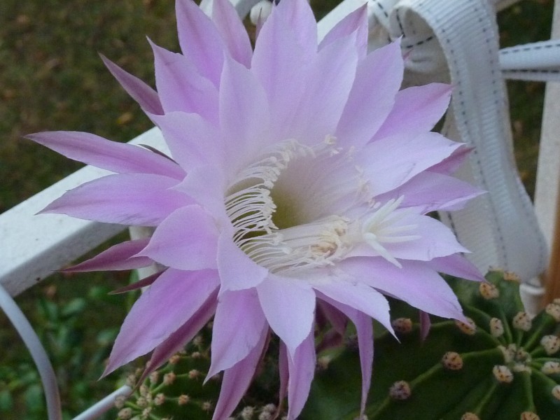 Echinopsis tubiflora rosea