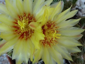 Ferocactus setispinus