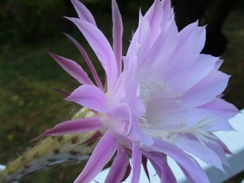 Echinopsis tubiflora rosea