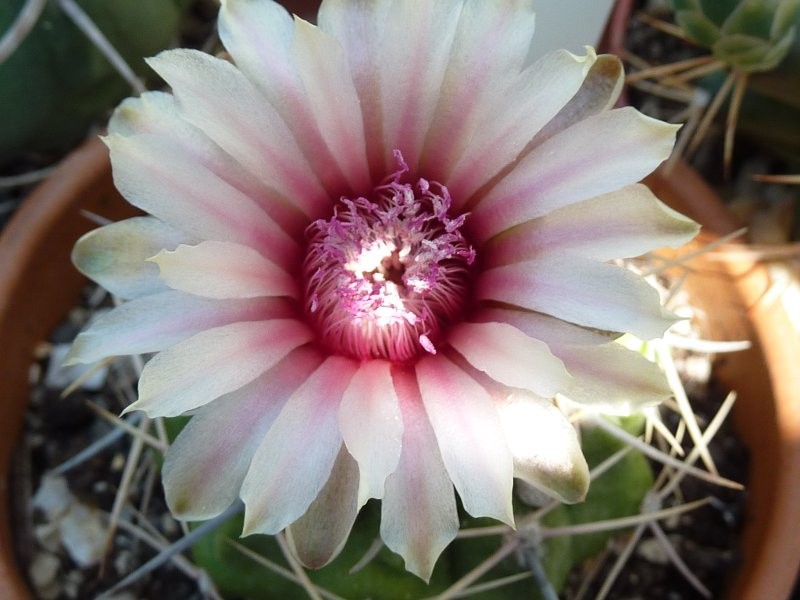 gymnocalycium bicolor