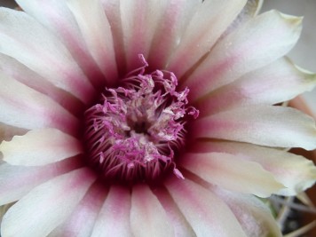 gymnocalycium bicolor