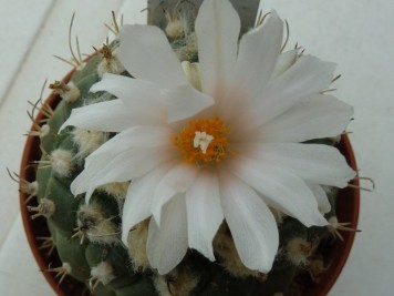 Turbinicarpus-lophophoroides