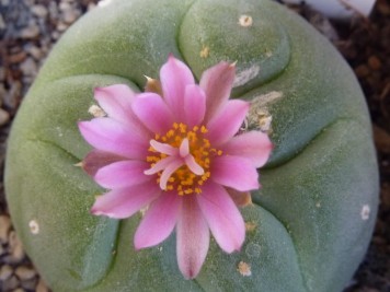 lophophora koehresii