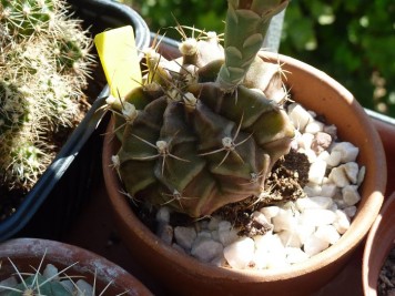 Gymnocalycium mihanovichii 2