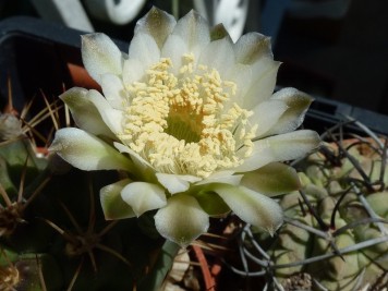 Gymnocalycium schickendantzii pugens