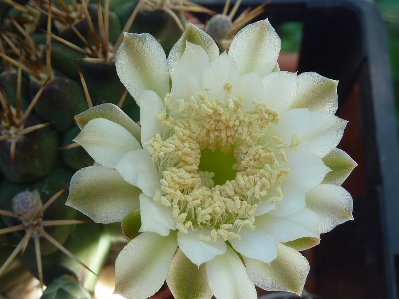 Gymnocalycium schickendantzii pugens