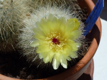 Parodia scopa