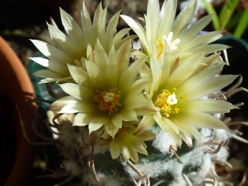 Turbinicarpus flaviflorus