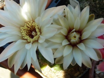 Gymnocalycium calochlorum