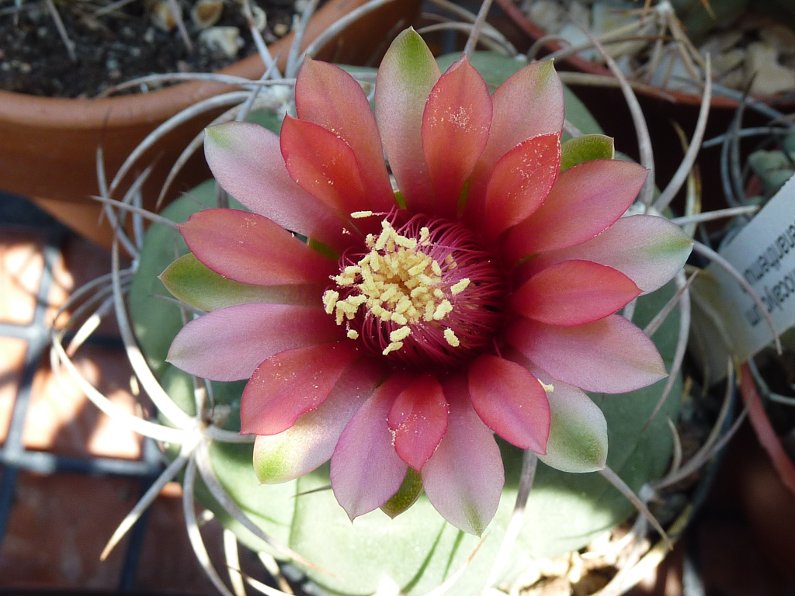 Gymnocalycium oenanthemum