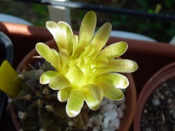 Gymnocalycium mihanovichii 2