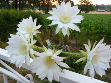 echinopsis subdenudata