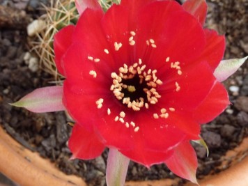 Echinopsis-sp-de-vallegrande