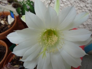 echinopsis subdenudata