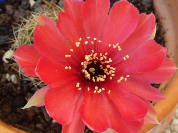 Echinopsis sp de vallegrande