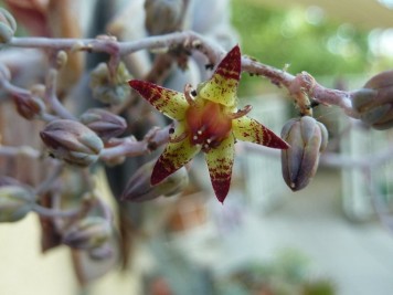 Graptopetalum pentandrum